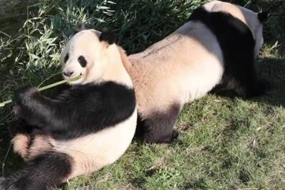 Male panda opts for snacks over sex with mate in hilarious video - nypost.com - city Copenhagen