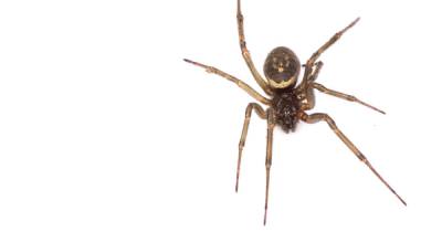 Spider bites from noble false widows can be so severe hospital care is needed - www.dailyrecord.co.uk