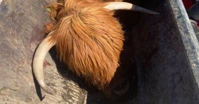 Pregnant Highland cow 'chased to death' as Scots farmer blasts 'reckless' dog owners - www.dailyrecord.co.uk - Scotland