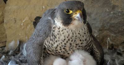 Scots cop charged after dawn raid uncovers ‘peregrine falcon eggs’ kept at rural home - www.dailyrecord.co.uk - Scotland