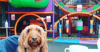 Soft play centre opens its doors to dogs - www.manchestereveningnews.co.uk - Manchester