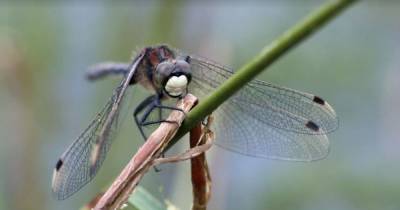 Dragonfly dreamland - how a £670,000 grant could entice a rare species to Salford and Wigan - www.manchestereveningnews.co.uk - Britain