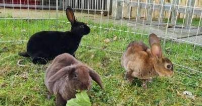 SSPCA appeal for new home for trio of bunnies - www.dailyrecord.co.uk