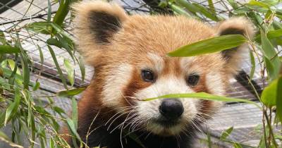 Five Sisters Zoo reveals first image of incredibly cute new red panda Rufio - www.dailyrecord.co.uk - Scotland