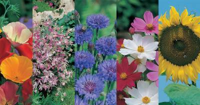 Pick up your FREE flower seeds at WH Smith this weekend - www.dailyrecord.co.uk