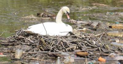 Scots swan forced to make nest in rubbish after litter bugs wreck beauty spot - www.dailyrecord.co.uk - Scotland