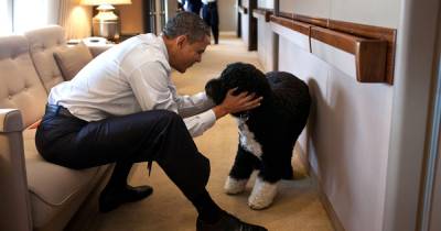 Barack Obama Mourns Dog Bo’s Death: ‘Our Family Lost a True Friend’ - www.usmagazine.com