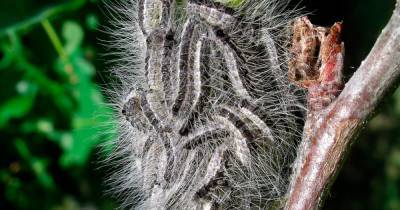 Scots to watch out for poisonous caterpillars which can cause sickness and rashes - www.dailyrecord.co.uk - Scotland