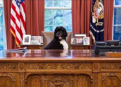 Five times the Obama’s adorable family dog Bo stole the show - evoke.ie