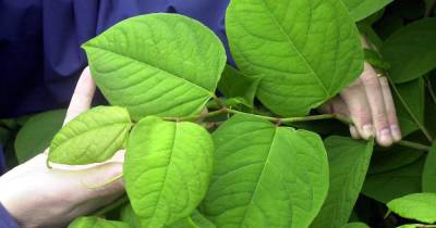 Greater Manchester area named Japanese knotweed capital of the UK - www.manchestereveningnews.co.uk - Britain - Manchester - Japan