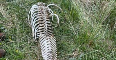 'That's wild haggis' Large animal skeleton found on Scots campsite sparks questions - www.dailyrecord.co.uk - Scotland