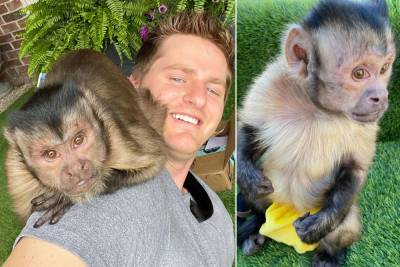 Millions mourn beloved TikTok monkey who died after visit to dentist - nypost.com - Texas