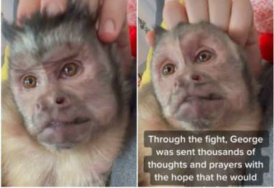 Fans around the world pay tribute to George the monkey after TikTok star dies during check up - www.msn.com - Texas