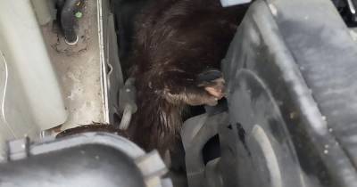 Scots otter found trapped under car bonnet in bizarre SSPCA rescue mission - www.dailyrecord.co.uk - Scotland