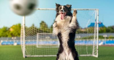 11 footballs for dogs to get you them in the mood for the Euros - www.manchestereveningnews.co.uk - Manchester