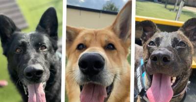 17 gorgeous dogs looking for a forever home in Greater Manchester right now - www.manchestereveningnews.co.uk - Manchester