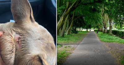 People in south Manchester are scared to walk their dogs amid claims of Golden Retriever terrorising neighbourhood - www.manchestereveningnews.co.uk - France - Manchester
