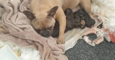 Heavily pregnant dog stolen from hundreds of miles away in Devon discovered in Manchester - police found her as she was giving birth to puppies - www.manchestereveningnews.co.uk - France - Manchester