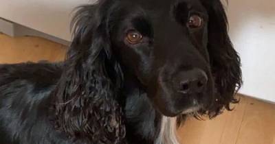 Heartbroken dog owner warns others as beloved spaniel dies of deadly disease on holiday - www.manchestereveningnews.co.uk - Alabama - county Cheshire