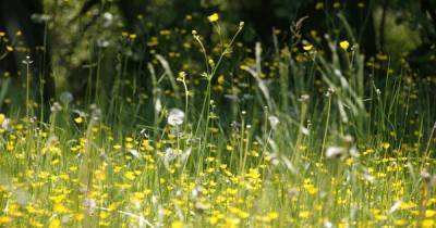 Warning for hay fever sufferers this week with pollen levels sky high - www.manchestereveningnews.co.uk