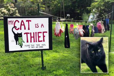 Woman posts ‘My Cat Is A Thief’ sign next to her pet’s stolen items - nypost.com