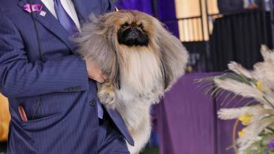 Wasabi, a Pekingese, Takes Top Honors at Westminster Dog Show - www.etonline.com - city Sandra