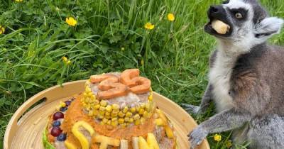 Scots Zoo shares adorable images of 'world's oldest' Lemur enjoying his 35th birthday with a cake - www.dailyrecord.co.uk - Scotland