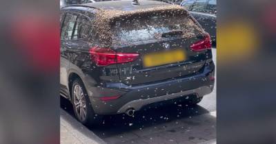 Incredible moment thousands of bees descend on BMW outside Manchester city centre office block - www.manchestereveningnews.co.uk - Manchester