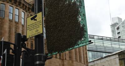 Thousands of bees cover sign in Manchester city centre - www.manchestereveningnews.co.uk - Manchester