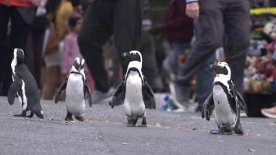 Waddling Into View Are The Stars Of Netflix’s ‘Penguin Town’ - etcanada.com - South Africa