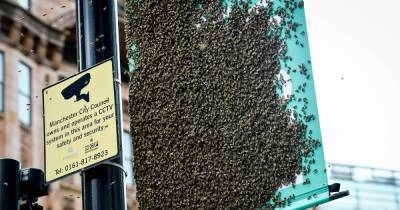 Huge swarm of bees safely moved from sign in Manchester city centre - www.manchestereveningnews.co.uk - Manchester