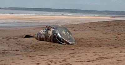 Huge whale washes up on beach near Trump's luxury resort - www.dailyrecord.co.uk - Scotland - city Aberdeen