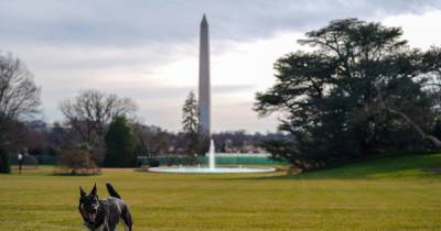 From White House to the dog house - the disobedient presidential dogs - www.manchestereveningnews.co.uk - Germany