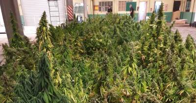 Glasgow cops dismantle 'industrial scale' cannabis farm after drugs bust - www.dailyrecord.co.uk