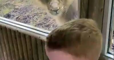 Lion tries to pounce on Scots boy through glass at Edinburgh Zoo - www.dailyrecord.co.uk - Scotland