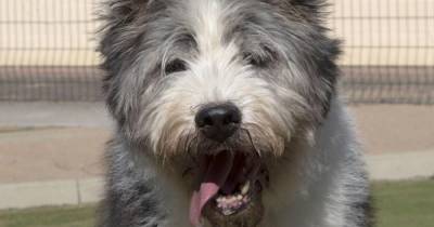 This 13-year-old English Sheepdog is desperate for a loving home - www.manchestereveningnews.co.uk - Britain - Manchester