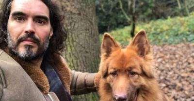 Russell Brand 'devastated' after his German Shepherd mauls wallaby on dog walk - www.dailyrecord.co.uk - Germany