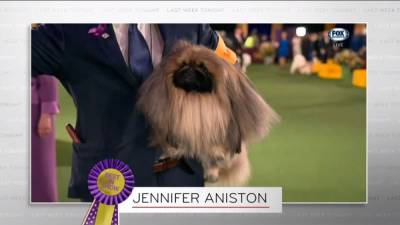 John Oliver Jokes Westminster Dog Show Winner Should Be Called ‘Jennifer Aniston’ - thewrap.com - New York