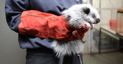 Edinburgh Zoo welcomes giant baby cloud rat and is asking public to help name it - www.dailyrecord.co.uk