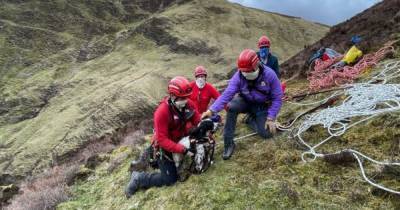 Puppy survives 300ft drop down a waterfall on his first hill walk - www.dailyrecord.co.uk