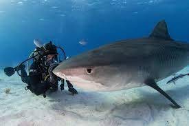 Discovery+ Picks Up Eli Roth’s ‘Dangerous’ Shark Documentary ‘FIN’ - etcanada.com
