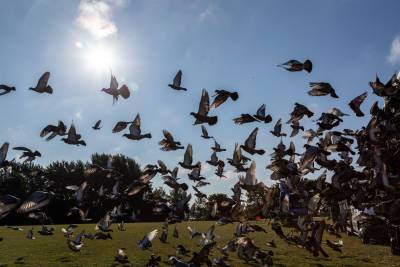 ‘Worst day ever’ in pigeon racing history as 5,000 birds vanish - nypost.com - city Peterborough