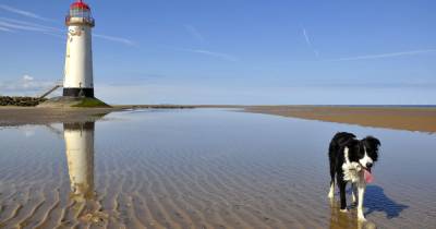 Nine dog-friendly beaches around an hour’s drive from Manchester - www.manchestereveningnews.co.uk - Manchester