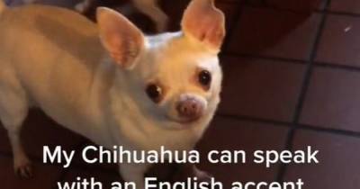 Chihuahua appears to say hello with an English accent - www.manchestereveningnews.co.uk - Britain