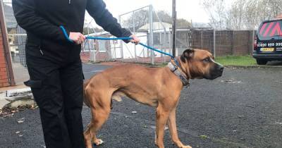 Wishaw teenager given 10-year ban for terrible treatment of malnourished dogs - www.dailyrecord.co.uk - Scotland