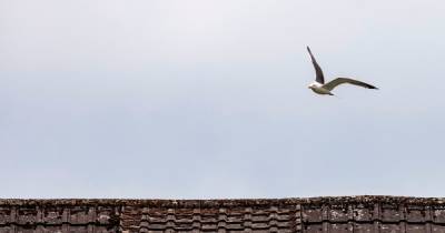 Seagulls terrorising Scots residents and leaving them trapped in their homes after dive-bomb attacks - www.dailyrecord.co.uk - Scotland