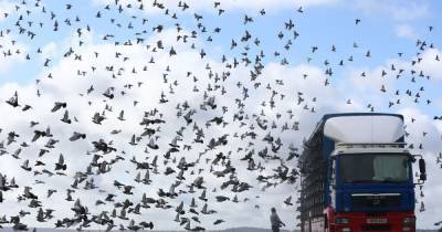 Five thousand homing pigeons disappear into 'Bermuda triangle' in single race mystery - www.manchestereveningnews.co.uk - city Peterborough - Bermuda