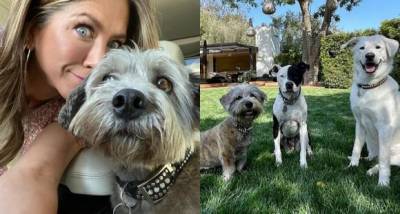 Candidate Crush: Rescuing to showering them with love, Jennifer Aniston is totally crushing it as a dog mom - www.pinkvilla.com
