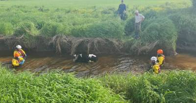 Moment specialist team rescue cow called Margaret trapped in Scots river and reunite her with farmer - www.dailyrecord.co.uk - Scotland