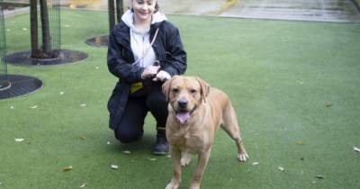 Rescue dog gets new start supporting people with autism - www.manchestereveningnews.co.uk